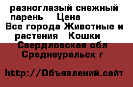 разноглазый снежный парень. › Цена ­ 10 000 - Все города Животные и растения » Кошки   . Свердловская обл.,Среднеуральск г.